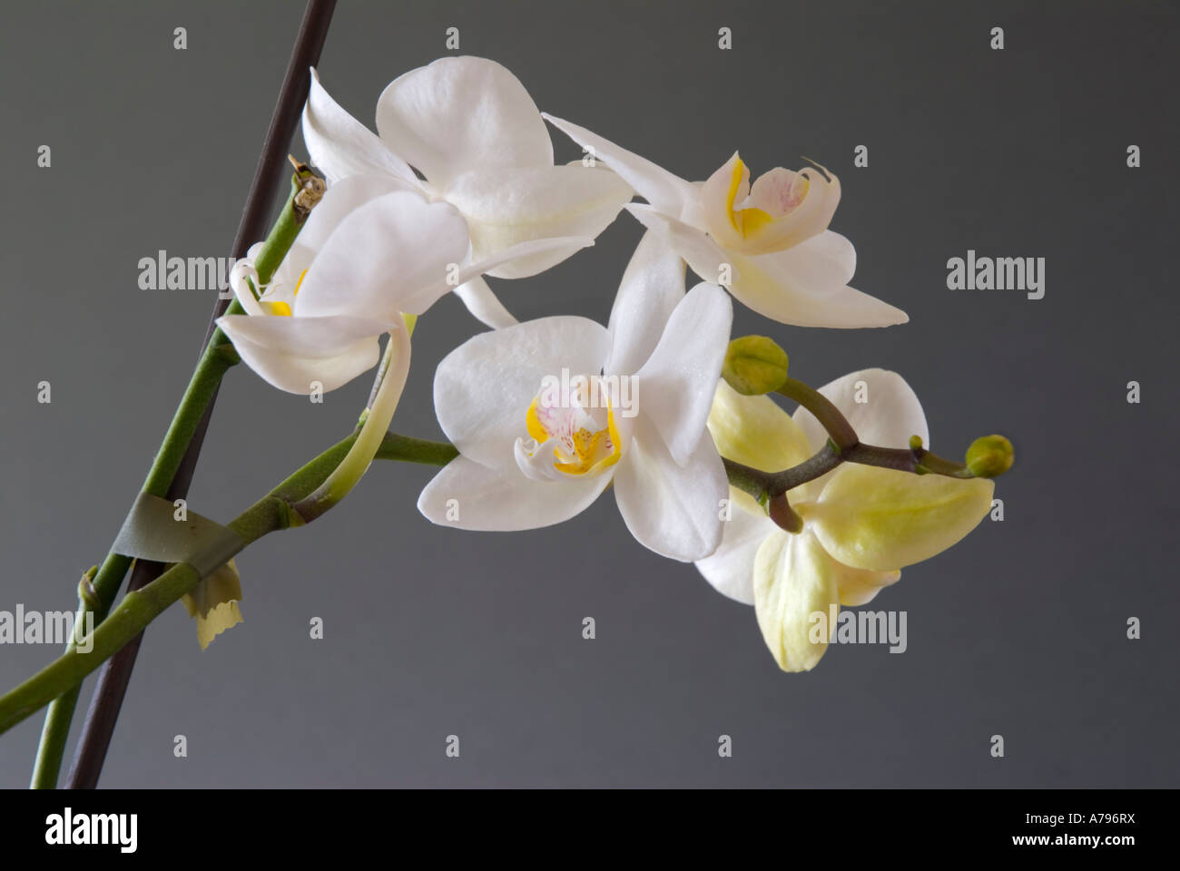 Orchidee Phalaenopsis Stockfoto
