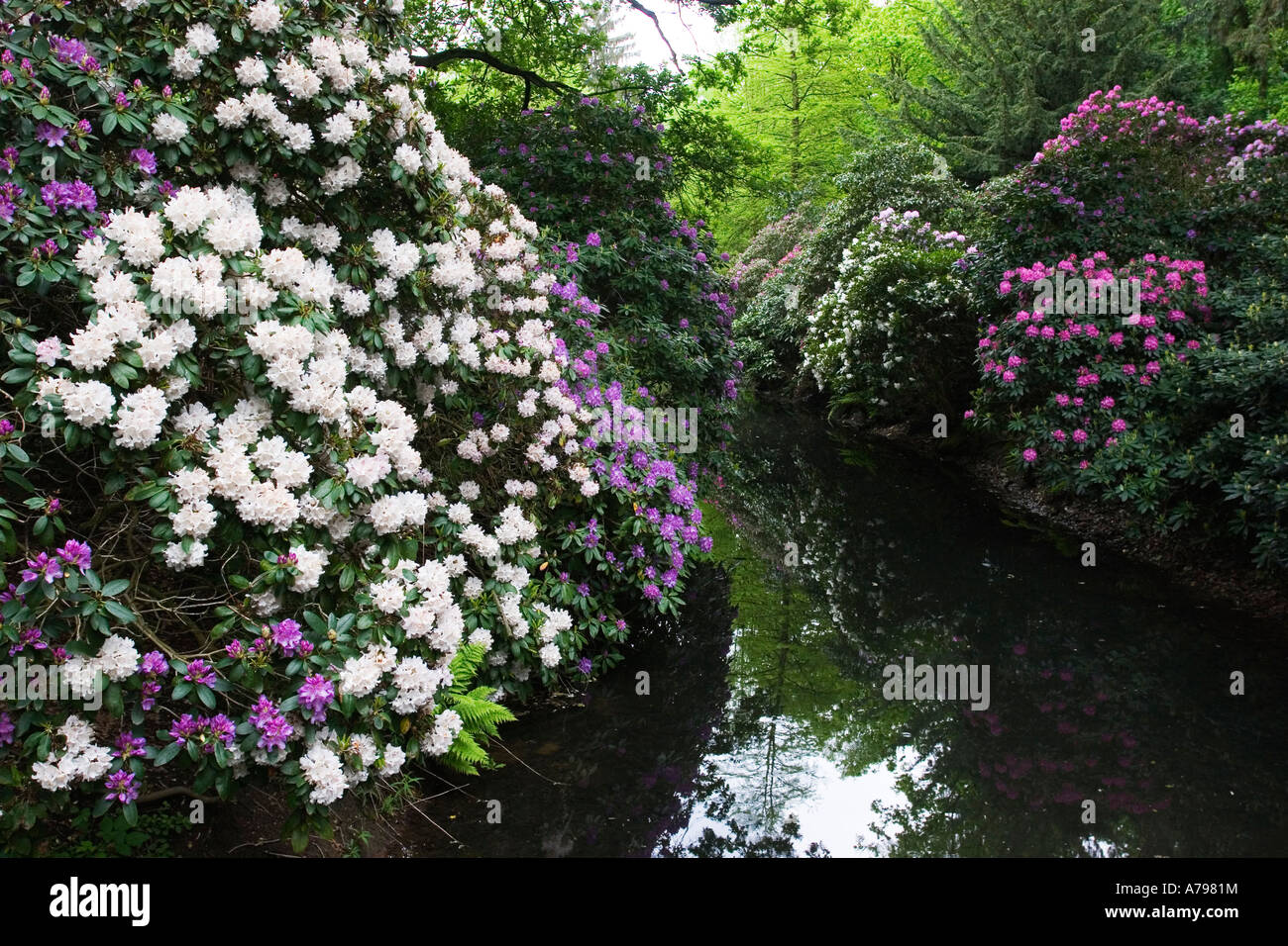 Rhododendron-Park in Bremen Deutschland Mai 2006 Stockfoto