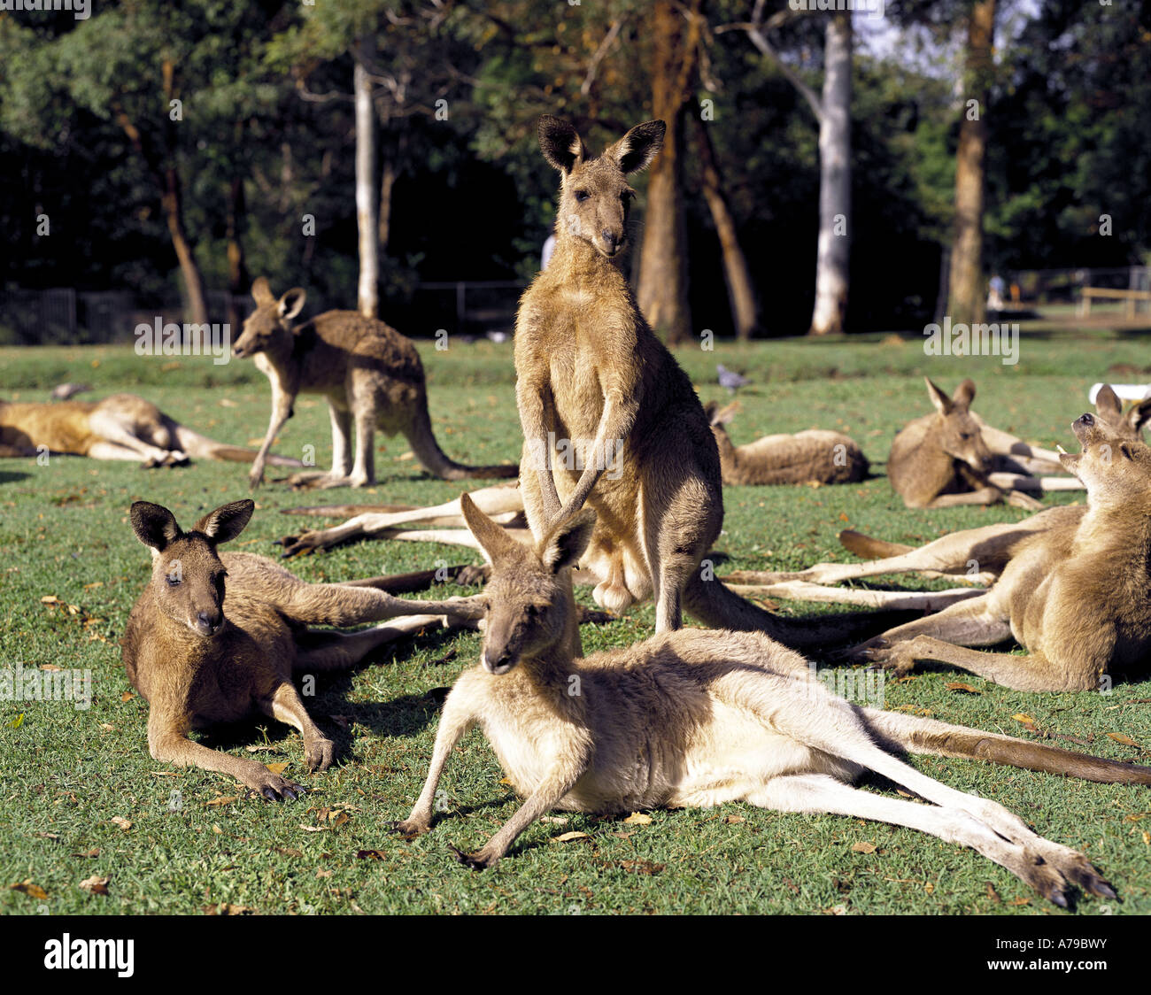 Kängurus im Lone Pine Koala Sanctuary Brisbane Australien Stockfoto