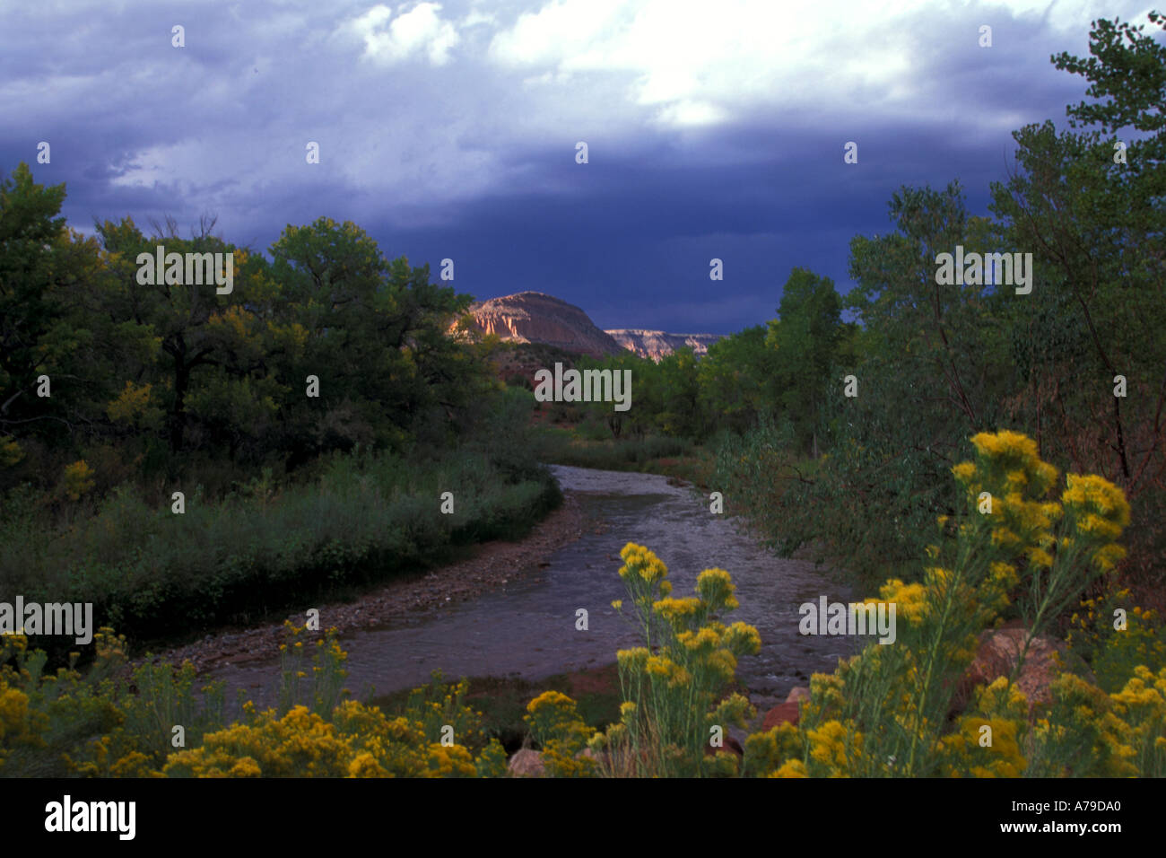 Chamisa Blüten an den Jemez Fluss Jemez Springs New Mexico Stockfoto