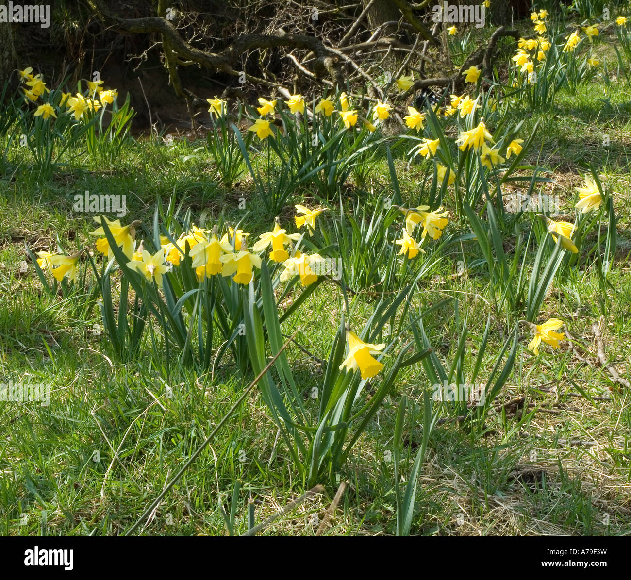 Wilde Narzissen, Farndale Valley, North Yorkshire, England, UK. Stockfoto