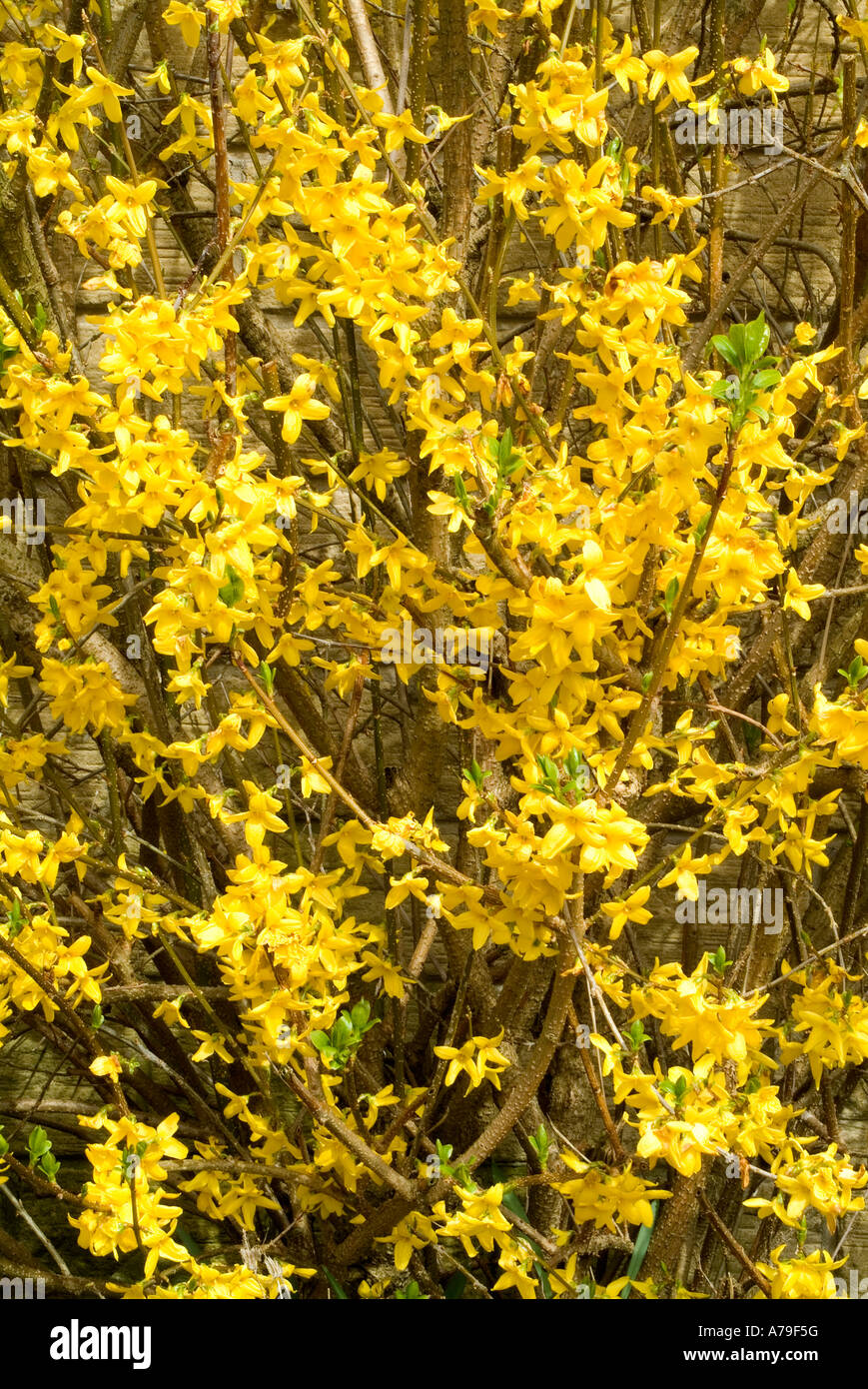 Forsythie Strauch, West Yorkshire, England. Stockfoto