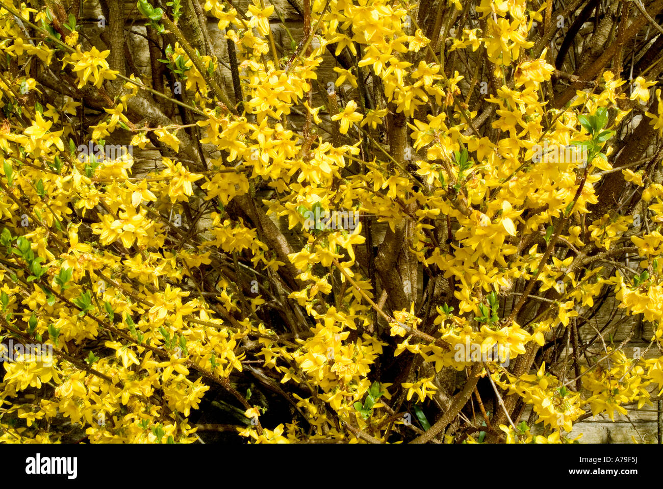 Forsythie Strauch, West Yorkshire, England, Vereinigtes Königreich, Stockfoto