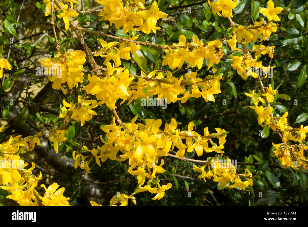 Forsythie Strauch, West Yorkshire, England, Vereinigtes Königreich, Stockfoto