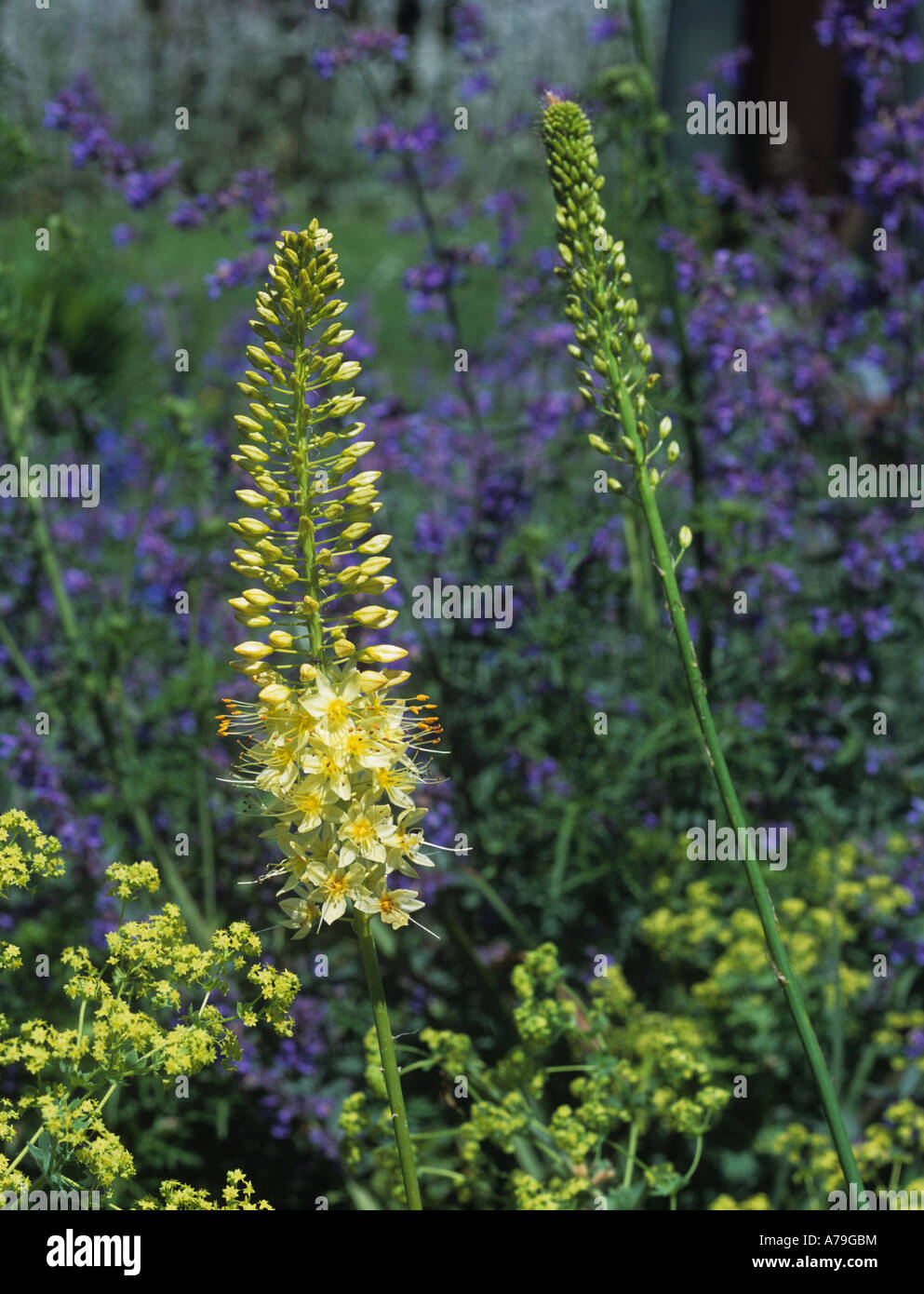 Fuchsschwanz Lily Eremurus Bungei Blütenstand Stockfoto