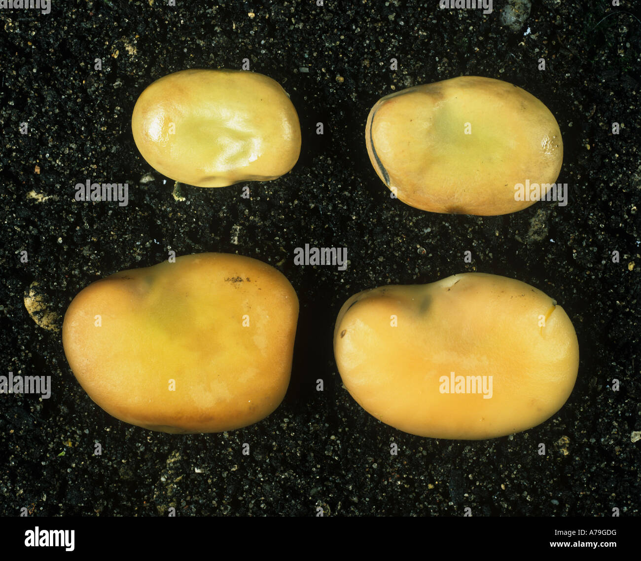Saubohne Samen geschwollen nach Samen trocknen verglichen wird über Nacht in Wasser eingeweicht Stockfoto