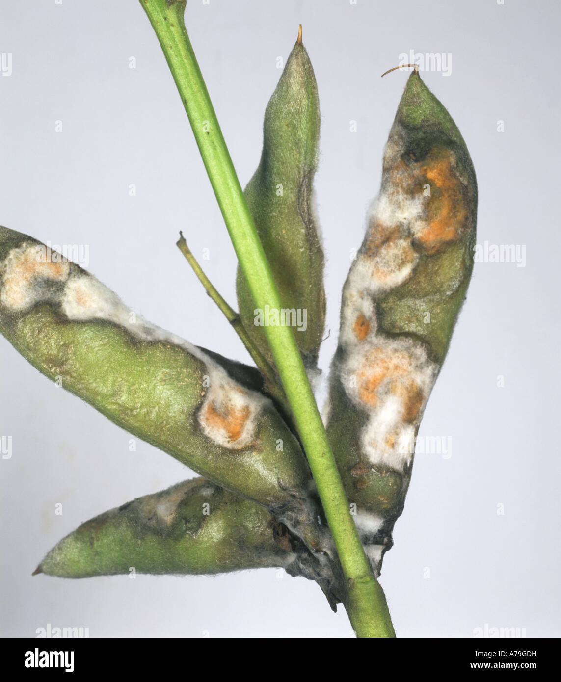 Anthraknose Colletotrichum Acutatum Myzel auf Lupine pod Stockfoto