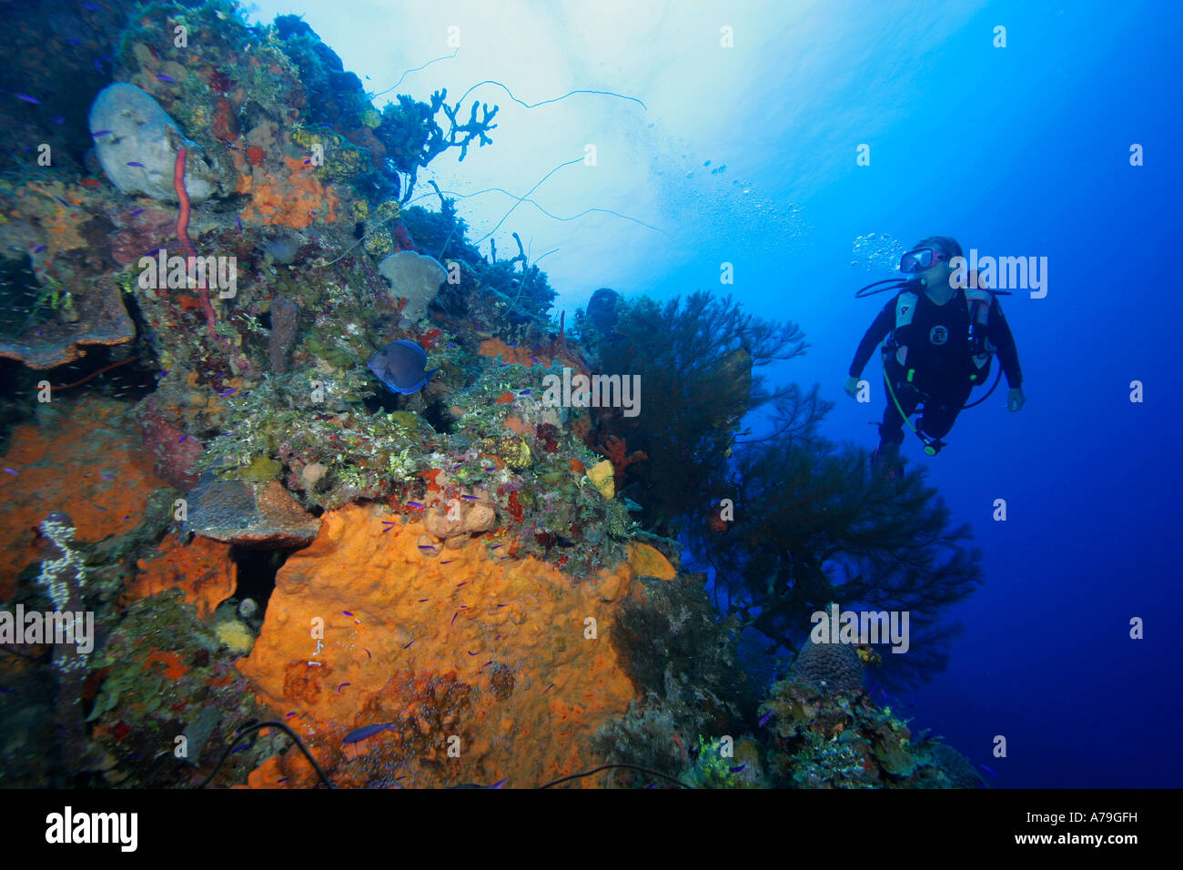 Scuba Diver Exuma Inseln Bahama Inseln Stockfoto