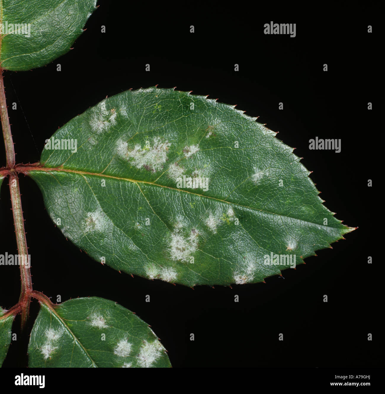 Mehltau (Podosphaera pannosa) diskrete Primärinfektion auf Rose Stockfoto
