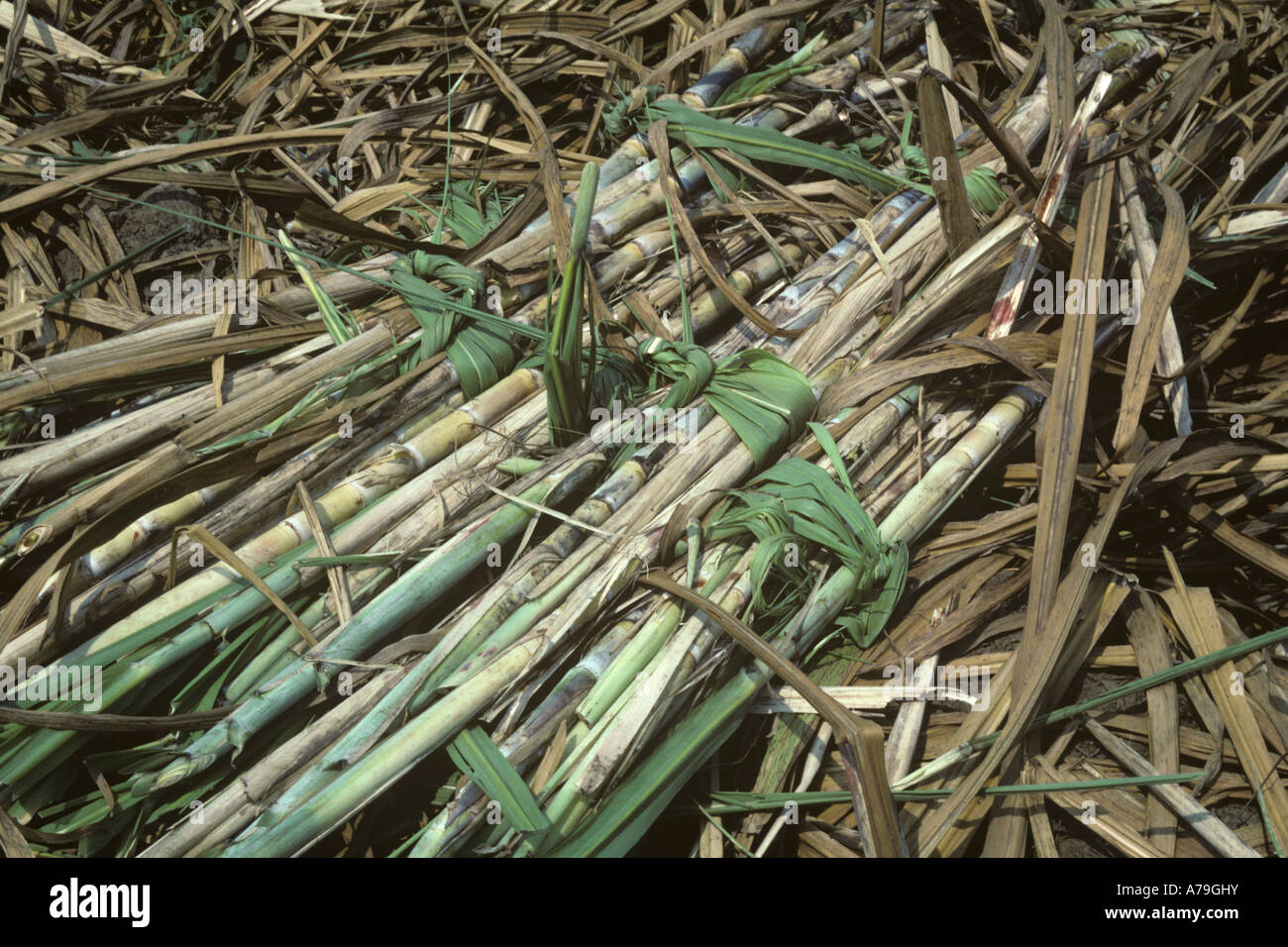 Zuckerrohr in Bündel geschnitten und gebunden mit Zuckerrohr verlässt Thailand Stockfoto