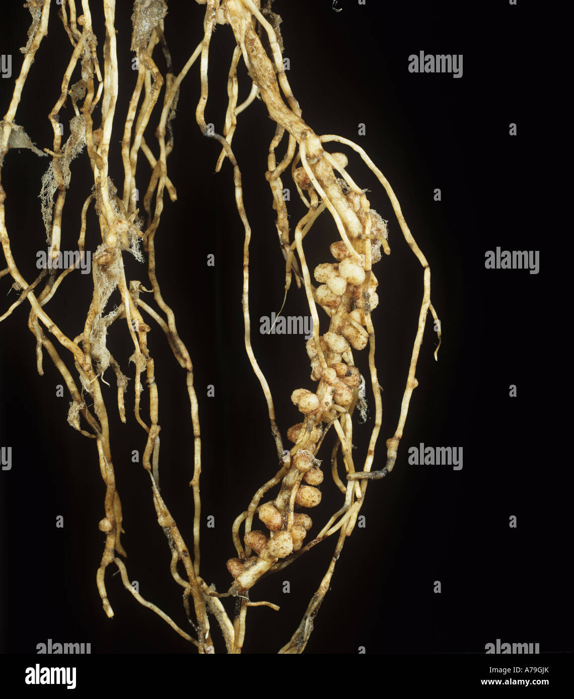 Rhizobium-Wurzelknöllchen auf Vicia Faba Ackerbohne für gasförmigen Stickstoff-Fixierung Stockfoto