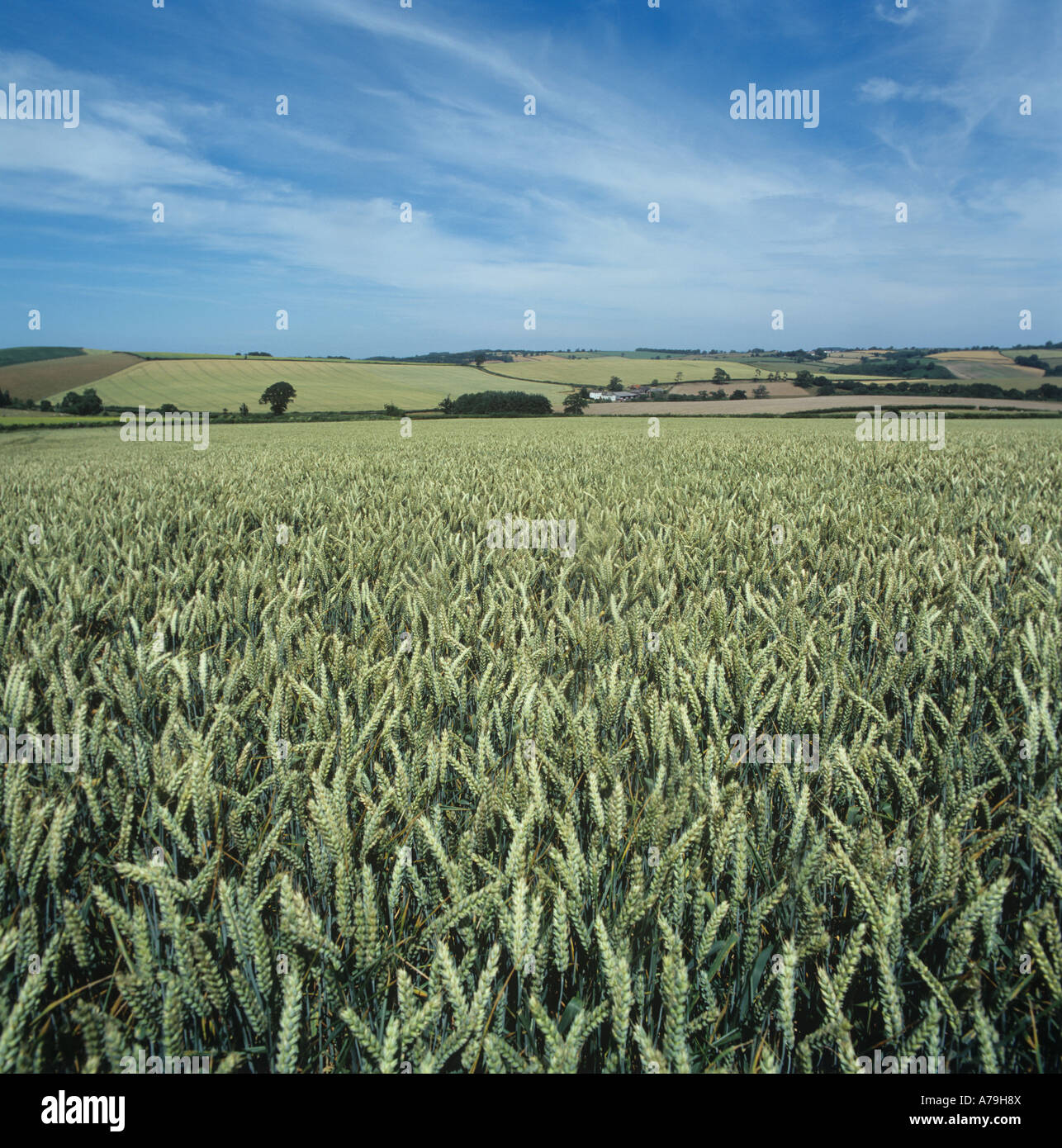 Weizenernte in Ohr und hügeligem Ackerland Norden Dartmoor Devon Stockfoto