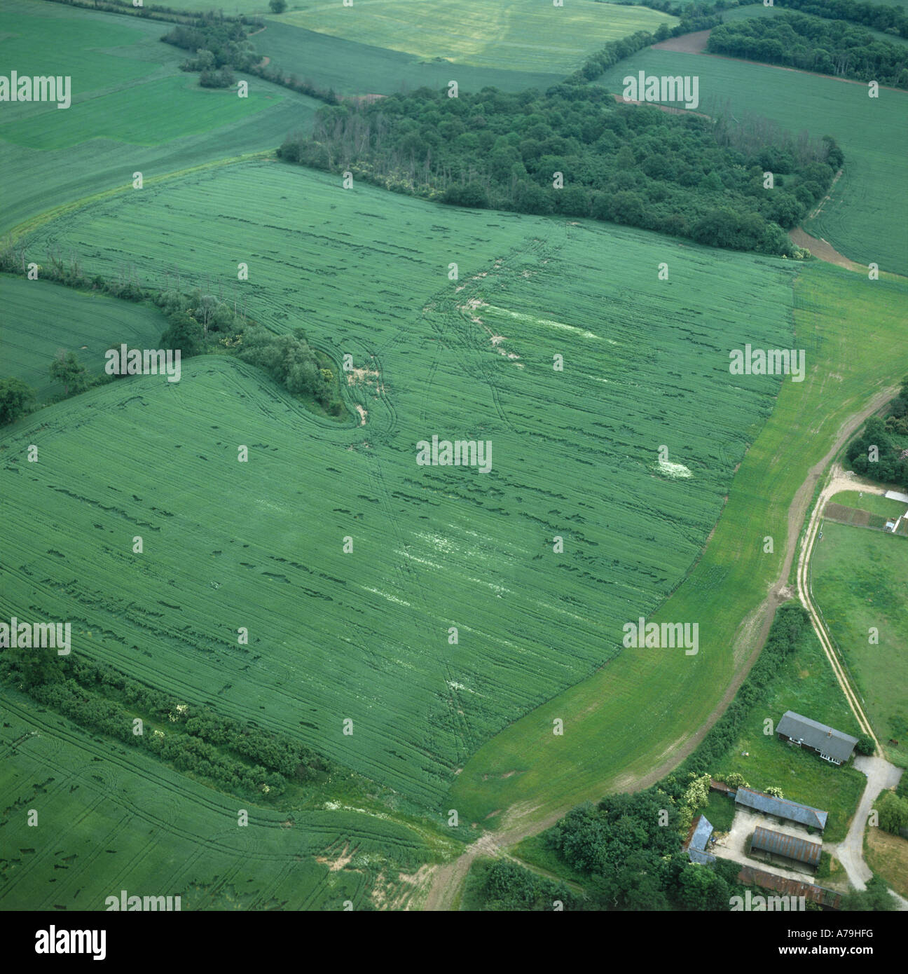 Luftaufnahme Weizenernte zwischen einige Bohrer-Zeilen Stockfoto