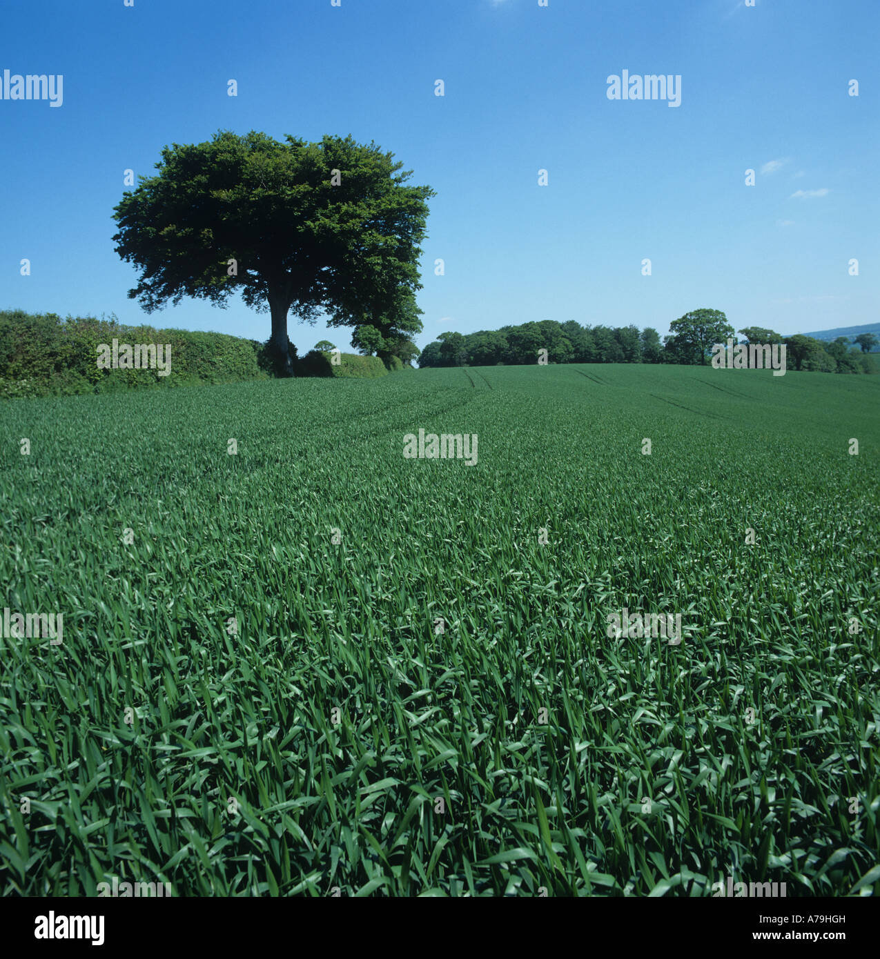 Weizenernte in Flagleaf Stadium mit Hecken und Einzelbäume an feinen Frühlingstag Stockfoto