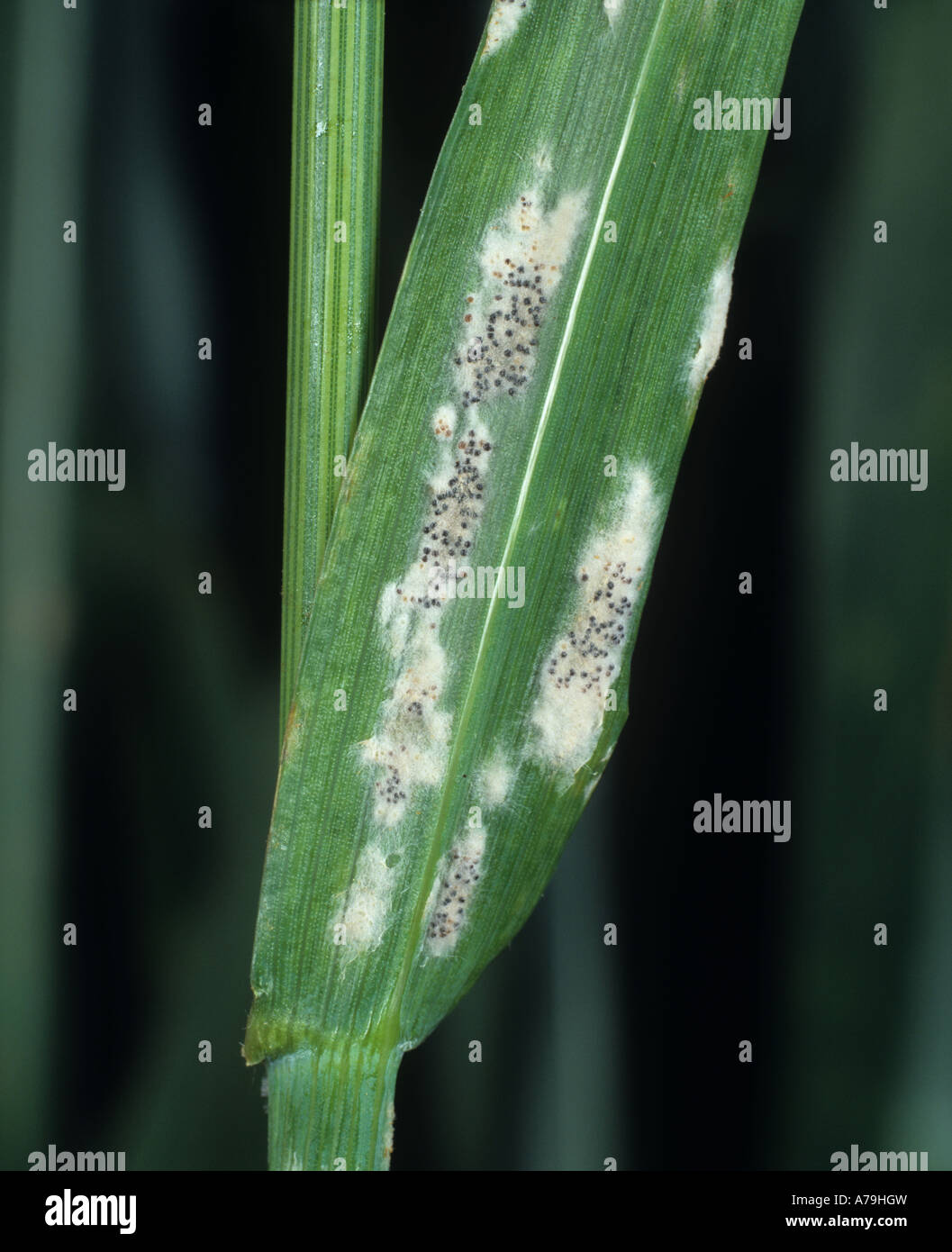Mehltau (Erysiphe graminis f .sp. Tritici) Myzel und Cleistothecia auf einem Weizenflaggenblatt Stockfoto