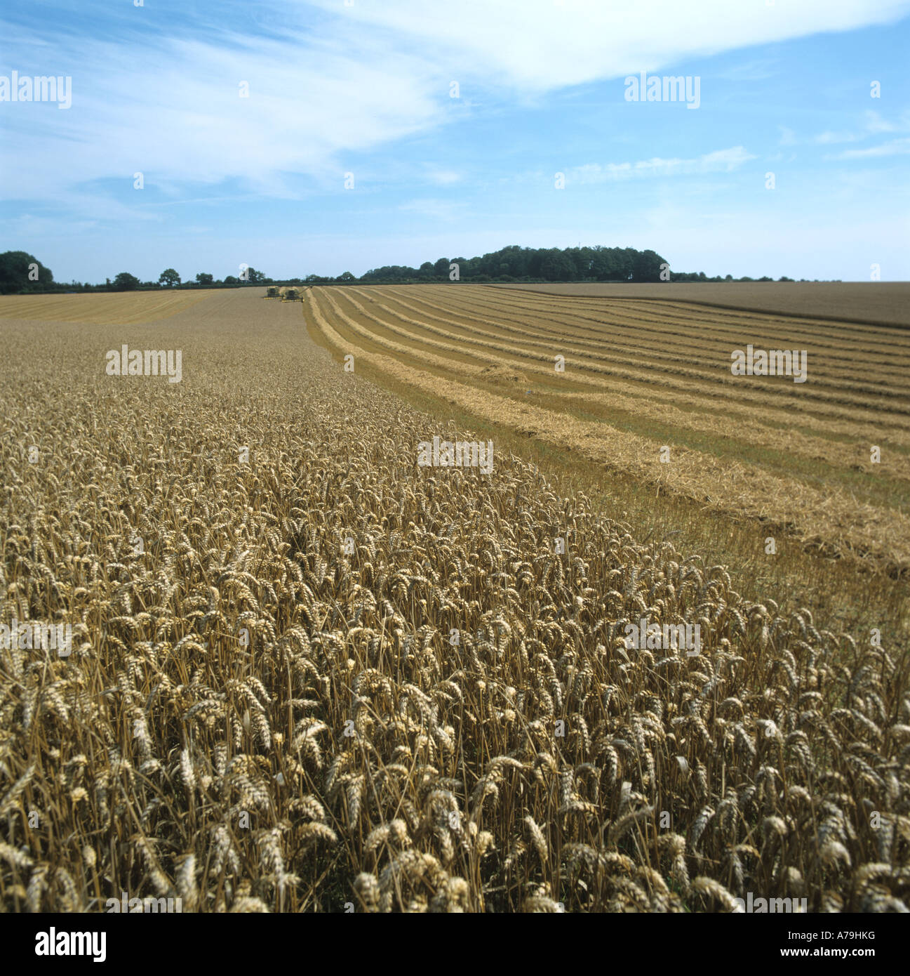 Schneiden Sie auch hohe Renditen Weizenernte mit einem New Holland Teil kombiniert in weiter Ferne Stockfoto