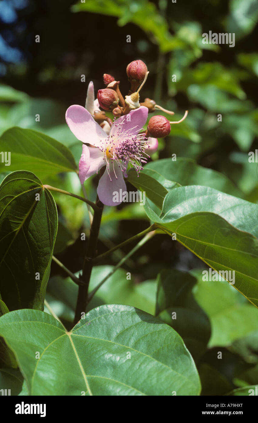 Bixa Farbstoff Pflanze Blume Kenia Stockfoto