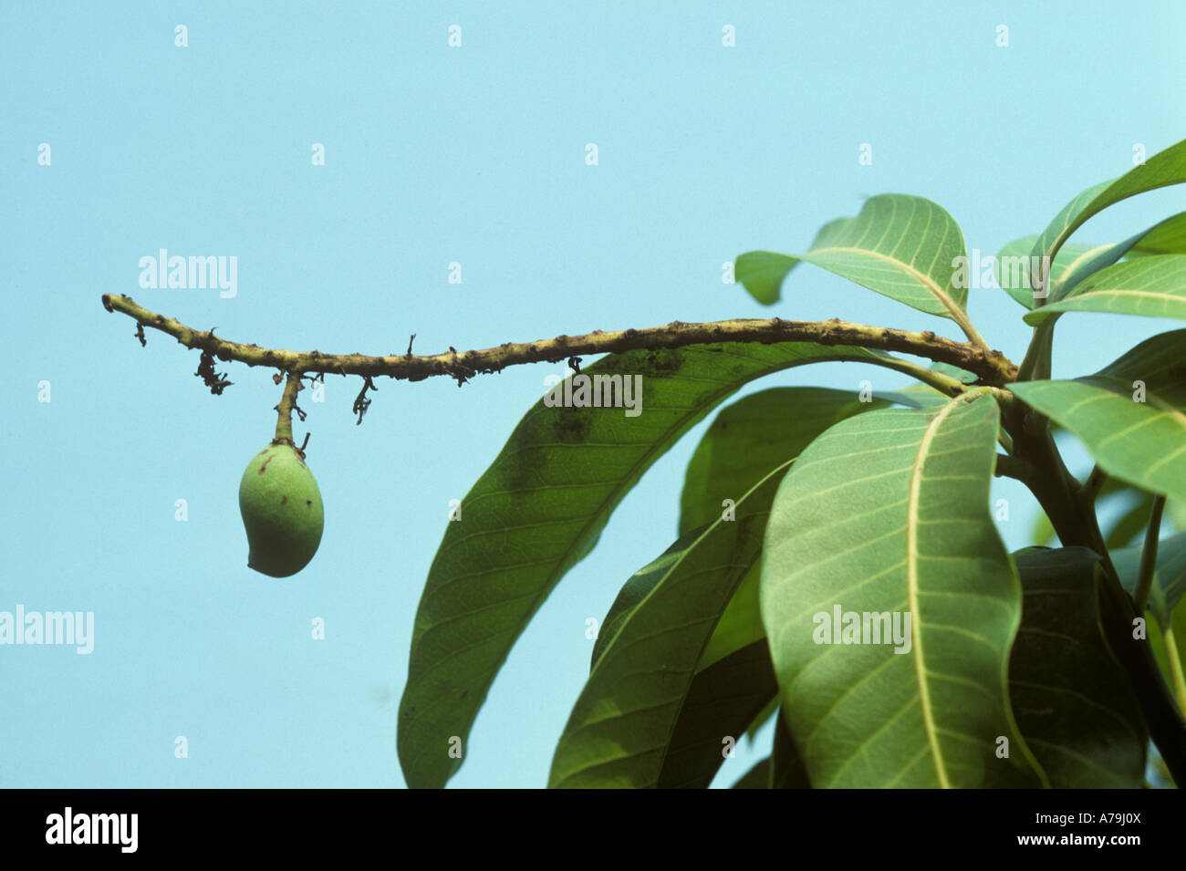 Blüte und Knollenfäule oder Anthraknose Colletotrichum Gloeosporoides abgebrochen Frucht am Mangobaum Stockfoto