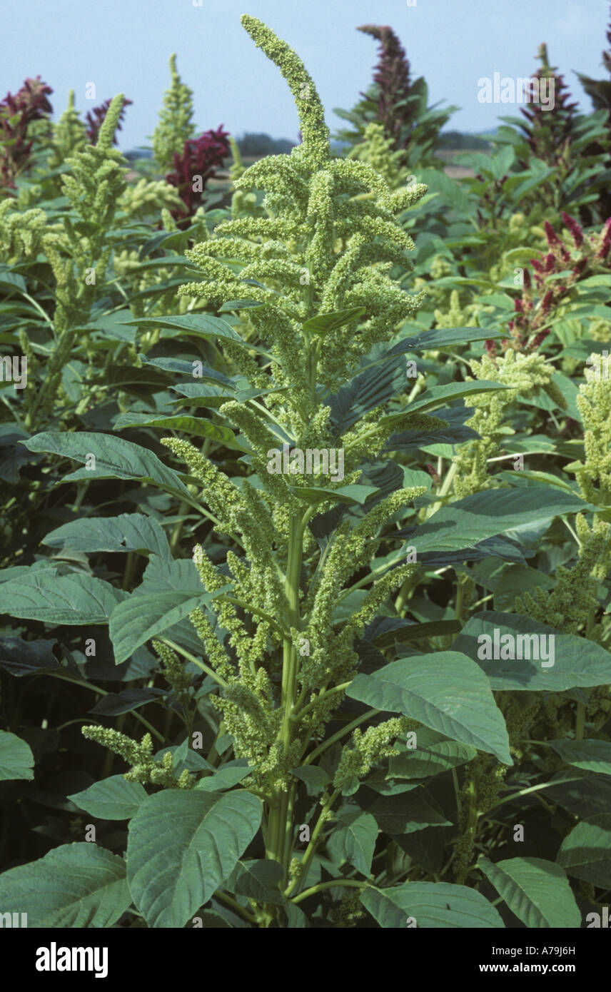 Reife Ernte von Amaranth in Blüte Stockfotografie Alamy