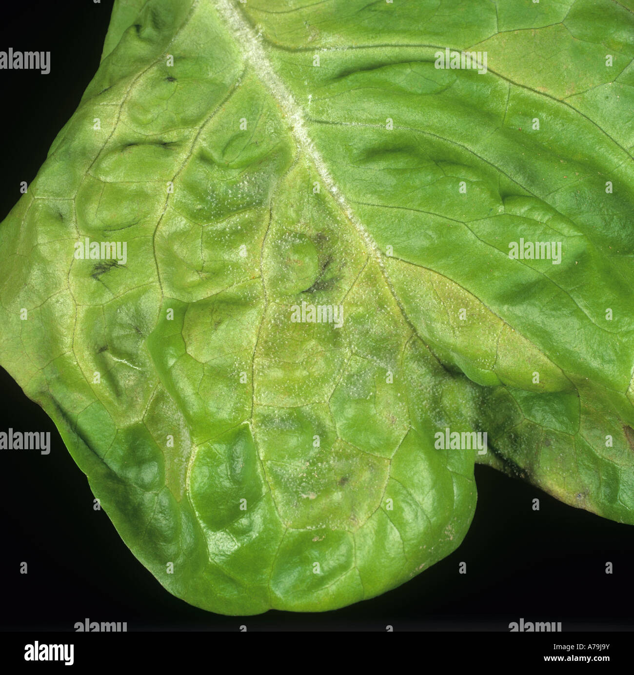 Frühe Infektion der Peronospora Bremia Lactucae Myzel auf Salatblatt Portugal Stockfoto