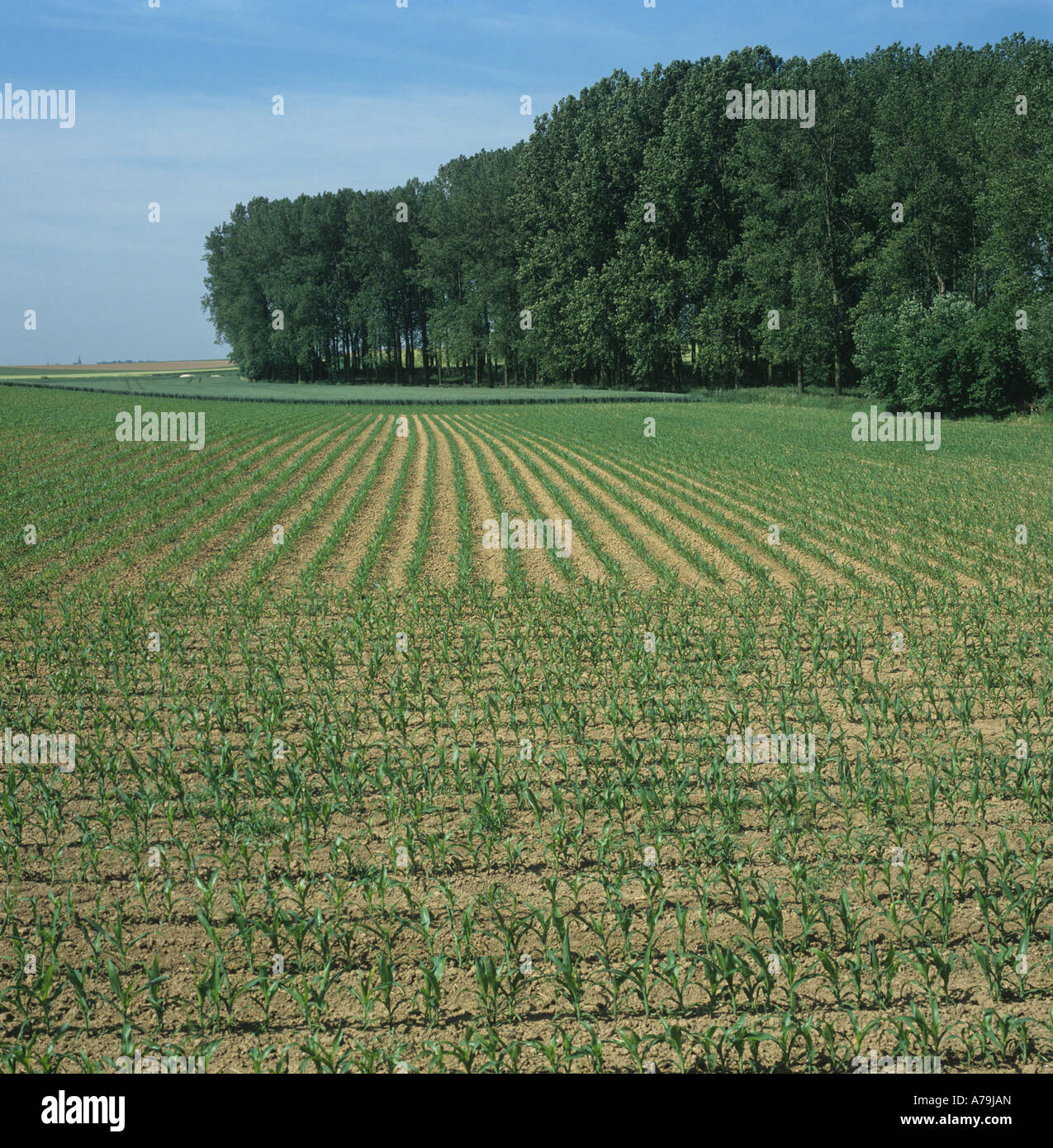 Junge Gebiet der Mais mit Laubbaum-Plantage auf feine Sommertag Belgien Stockfoto