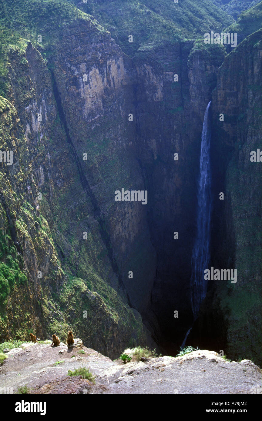 Vom Aussterben bedrohte Gelada Paviane Theropithecus Gelada am Jinba Wenz Wasserfall Simien Mountains Nationalpark Äthiopien Stockfoto