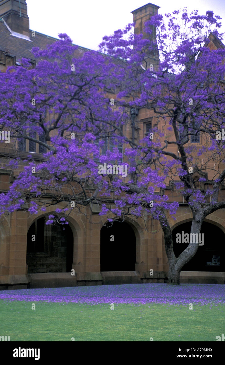 Blühende Jacaranda-Baum und Rasenflächen in der historischen Great Court von der University of Sydney New South Wales Australia Stockfoto