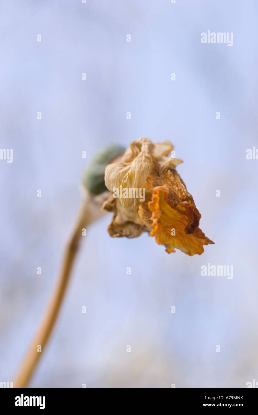 Tote Blumen Narzissen im Garten Stockfoto