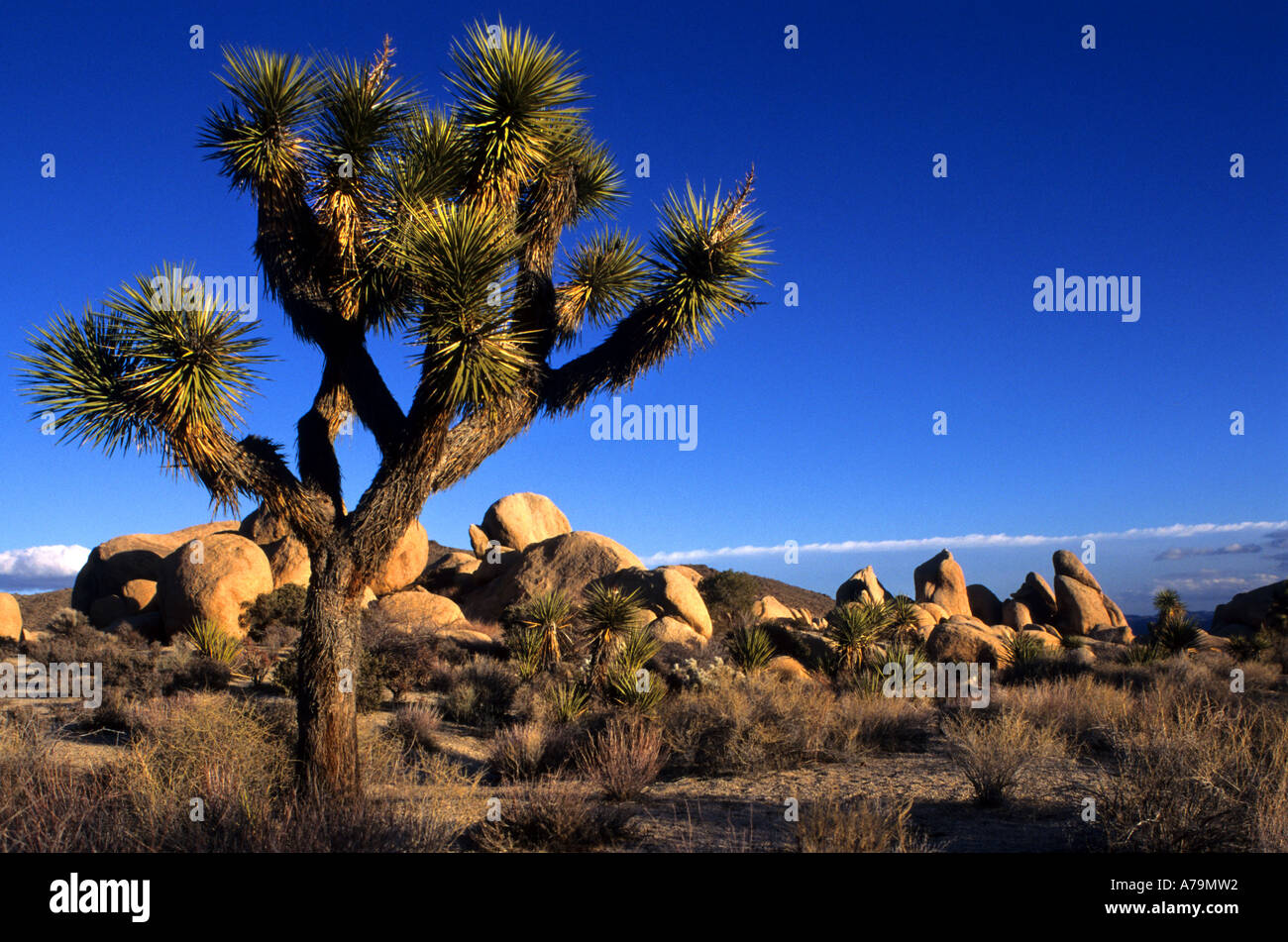 Joshua Tree Nationalpark Yucca Brevifolia ist ein Einkeimblättrigen Baum native die Staaten Kalifornien, Arizona Utah und Nevada. Stockfoto