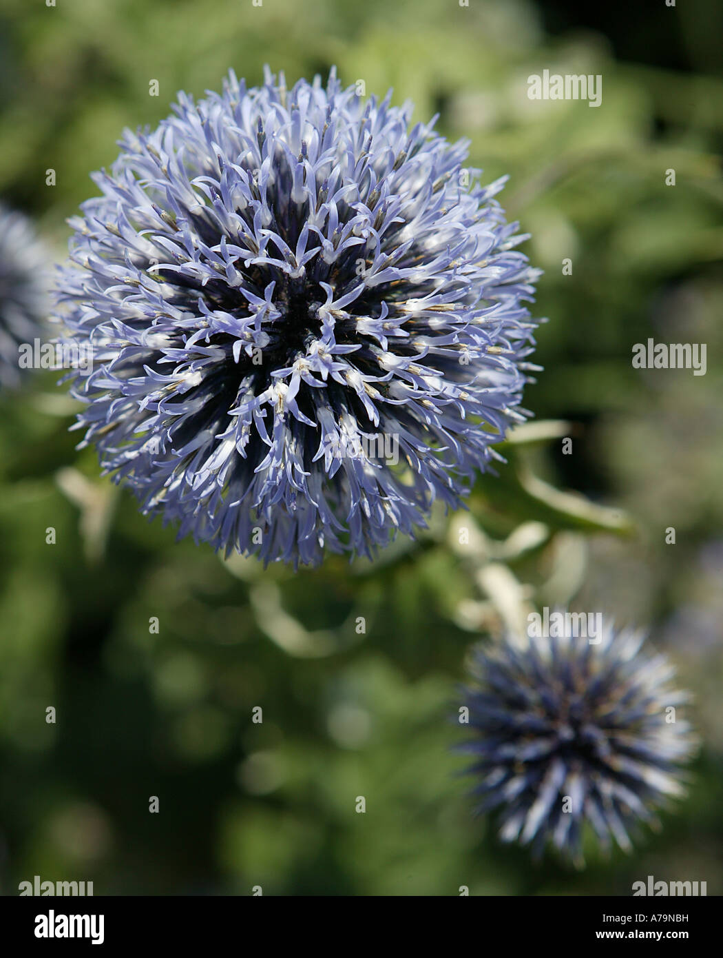 blau lila Saatgut Kopf von oben Stockfoto