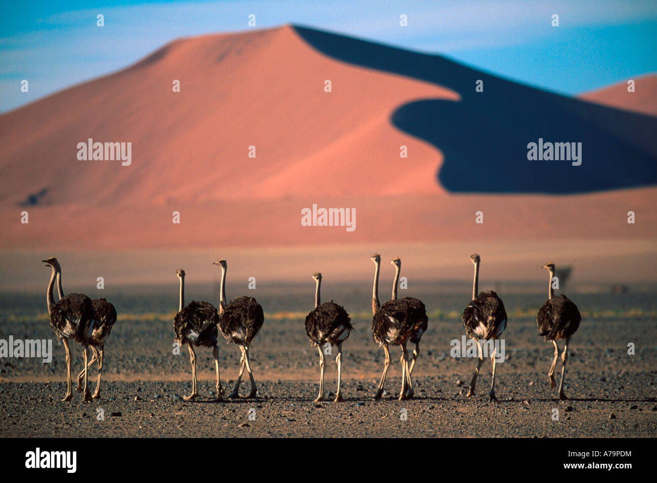 Eine Gruppe von weiblichen Strauße zu Fuß über einen flachen Kies-Ebene auf einer roten Sanddüne in der Namib Wüste Namib-Wüste Stockfoto
