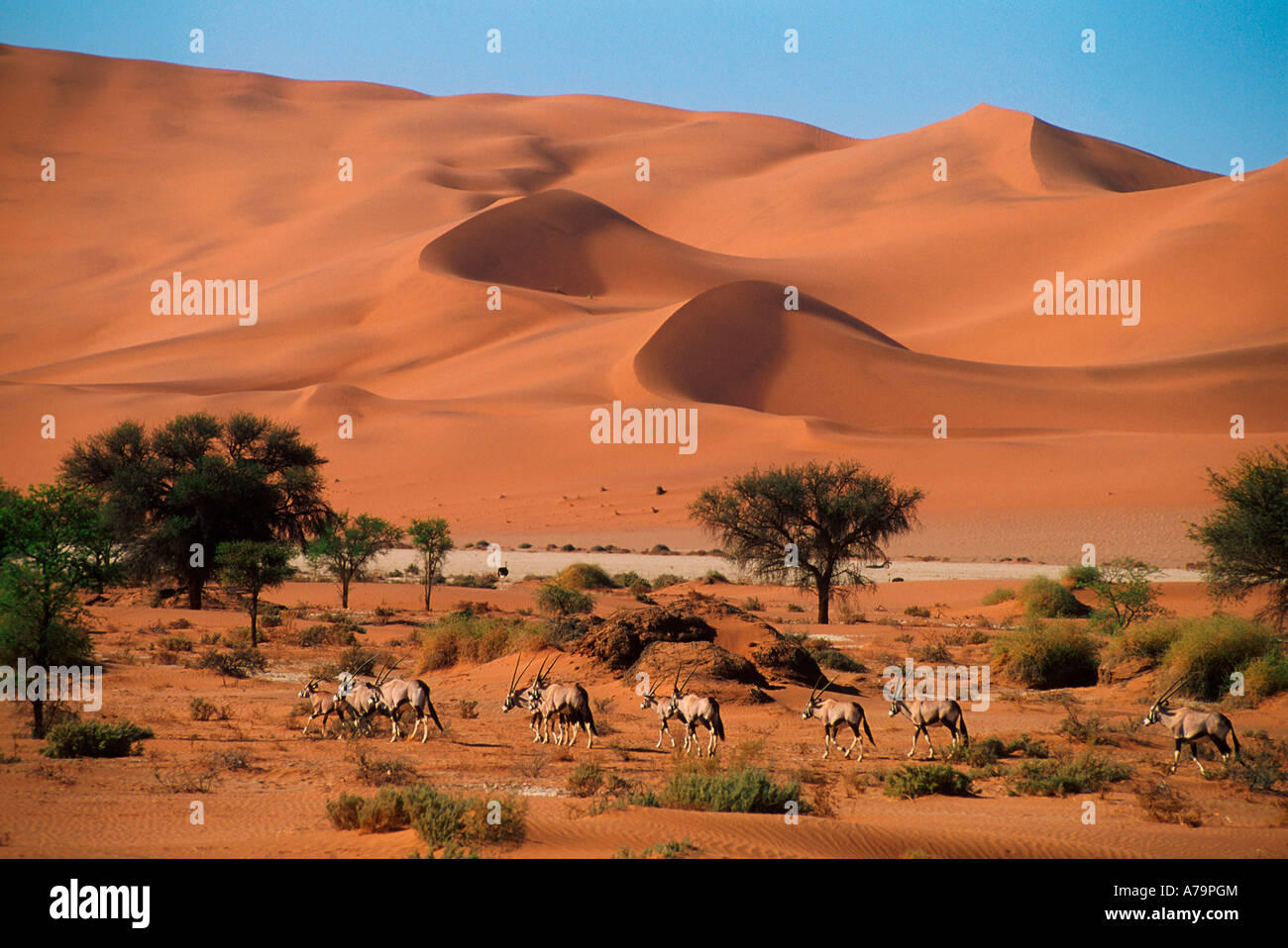 Herde von Gemsbock Oryx vor dem Hintergrund der roten Sanddünen Walvis Bay Wüste Namib Namibia Stockfoto