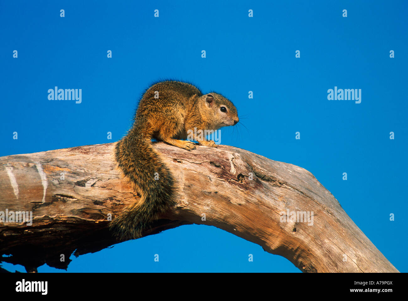 Baum-Eichhörnchen im toten Baum Buffelshoek Private Nature Reserve Mpumalanga in Südafrika Stockfoto
