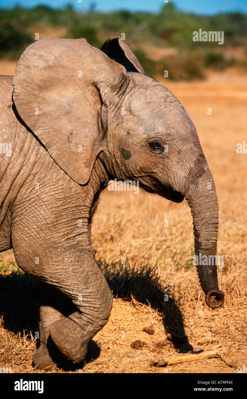 Porträt eines jungen Elefanten Loxodonta Africana unterwegs Addo Elephant Park Eastern Cape in Südafrika Stockfoto