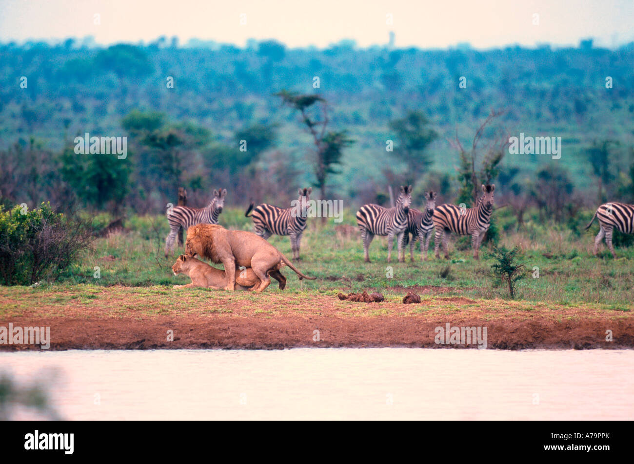 Löwen, die Paarung mit einer Herde von Zebra mit Neugier Kruger National Park Mpumalanga Provinz Südafrika auf Stockfoto