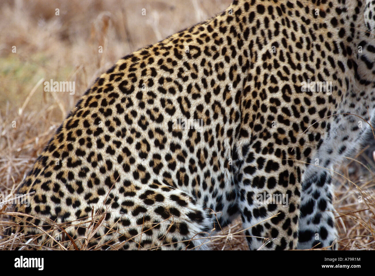 Einen detaillierten Überblick über die Flanke von einem männlichen Leoparden zeigt die Art der Flecken Sabi Sand Game Reserve Mpumalanga in Südafrika Stockfoto