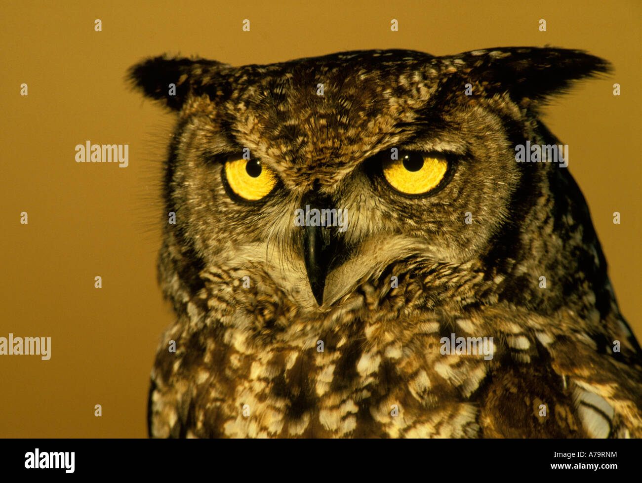 Gefleckte Uhu Porträt Südafrika Stockfoto