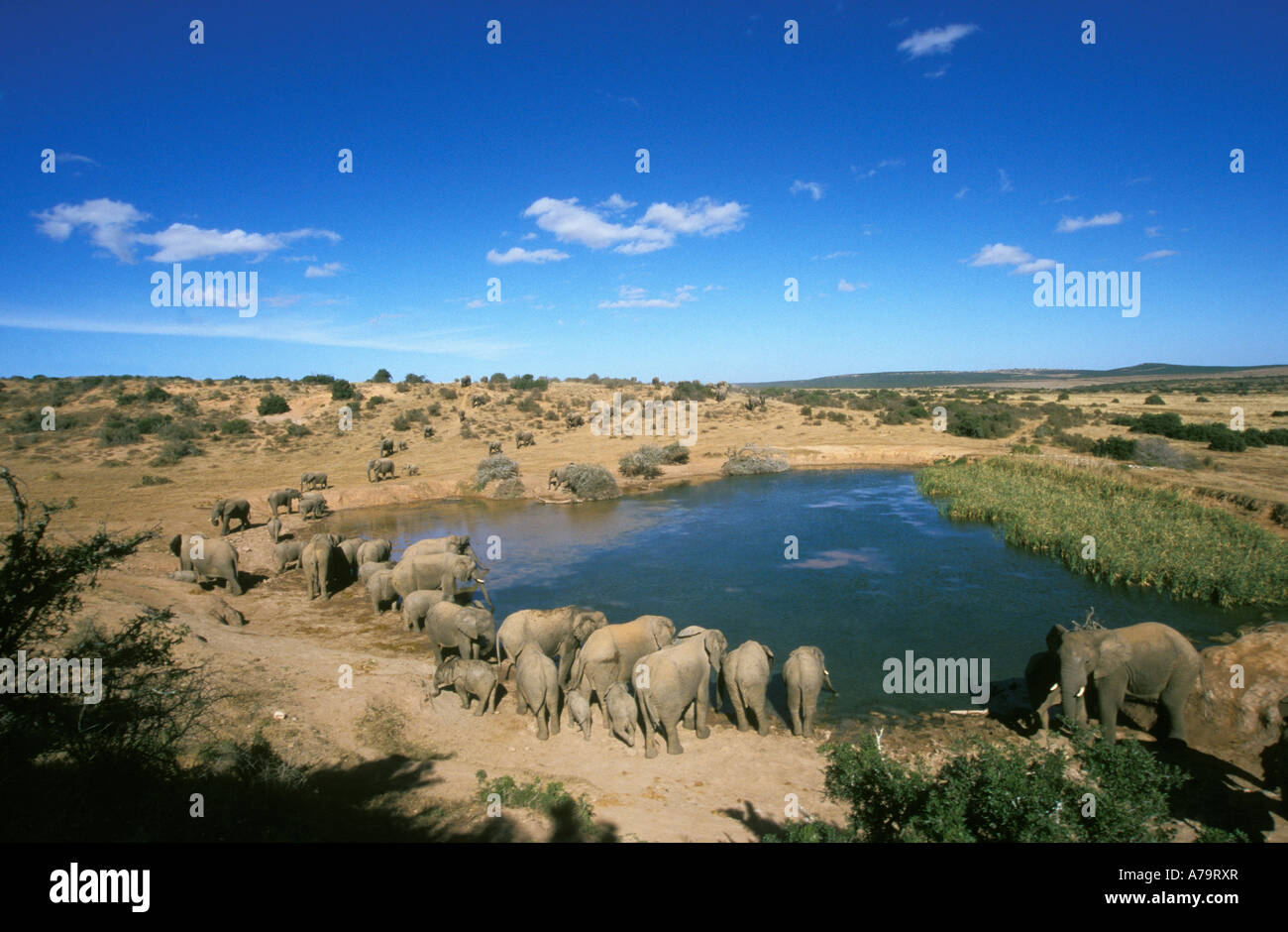 Eine große Herde von afrikanischen Elefanten Herde trinken am Wasserloch Addo Elephant Park Eastern Cape in Südafrika Stockfoto