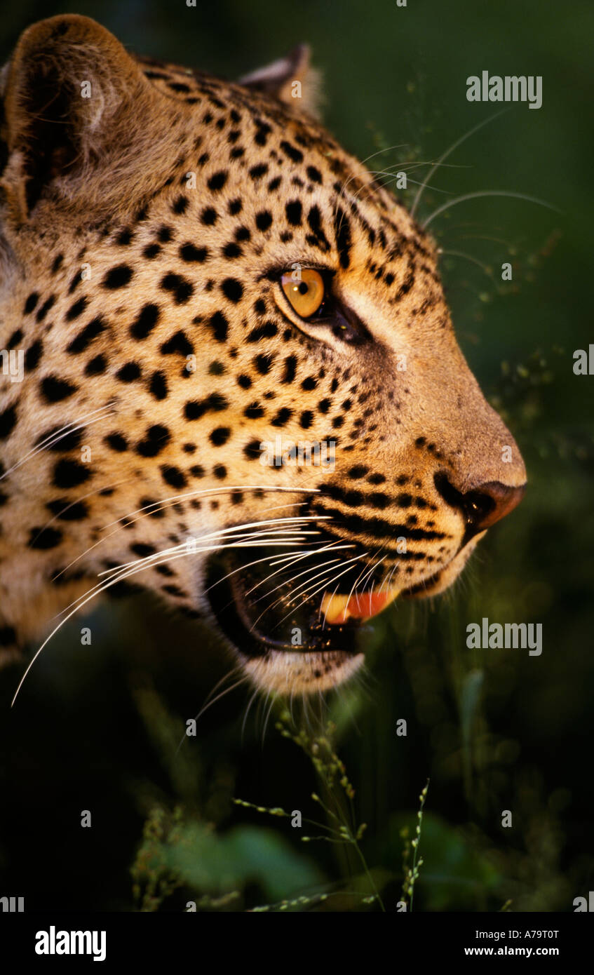 Leopard Seite Ansicht Porträt mit Mund leicht öffnen Mala Mala Sabi Sand Game Reserve Mpumalanga in Südafrika Stockfoto