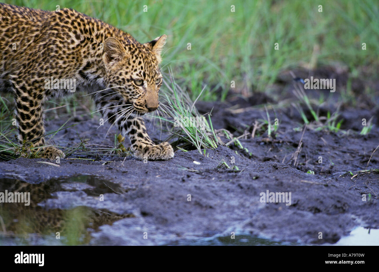 Leopard nähert sich das Wasserloch im schlammigen Gelände Singita Sabi Sand Game Reserve Mpumalanga in Südafrika Stockfoto