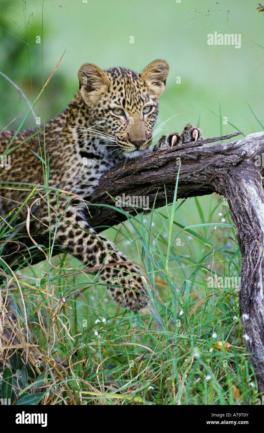 Junge Leoparden ruht auf einem Ast zeigt seine Krallen Singita Sabi Sand Game Reserve Mpumalanga in Südafrika Stockfoto