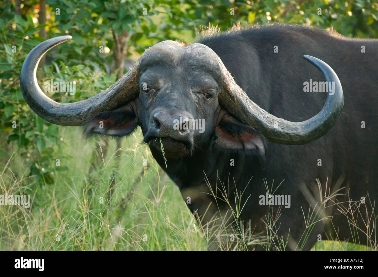 Porträt eines männlichen Kaffernbüffel mit besonders breiten weiten geschwungenen Hörnern Sabi Sand Game Reserve Mpumalanga in Südafrika Stockfoto