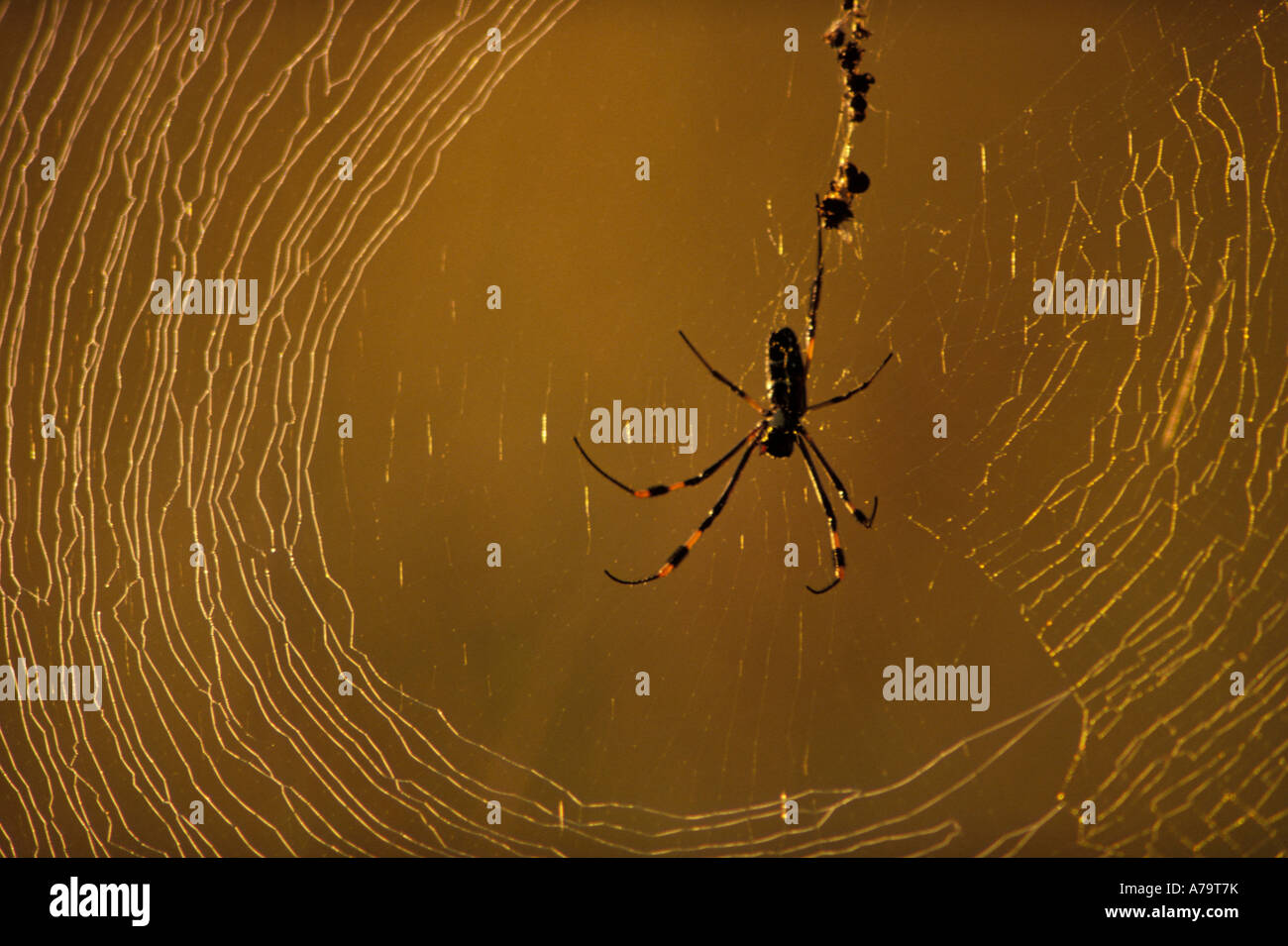 Golden Orb Spider im Zentrum von Spinngewebe Kruger National Park Mpumalanga Südafrika Stockfoto