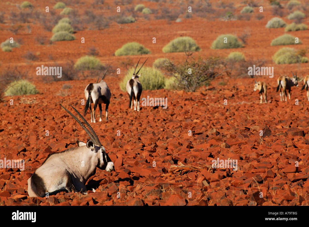 Eine Herde von Oryx zwischen Felsen mit Euphorbia Büschen verstreut im Hintergrund Etendeka Damaraland Namibia Stockfoto