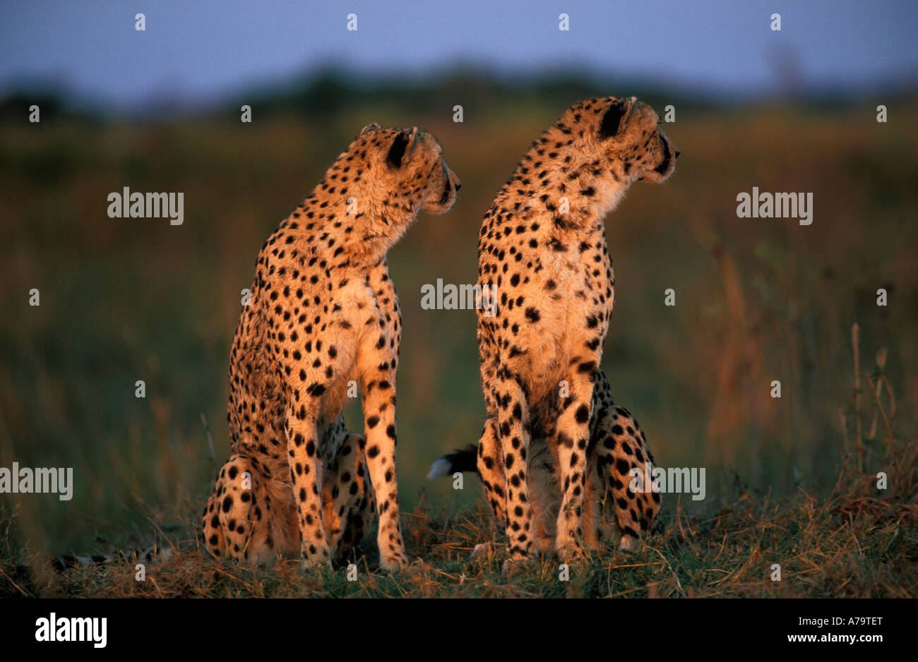 Gepard paar sitzen nebeneinander und beide suchen seitwärts Okavango Delta-Botswana Stockfoto