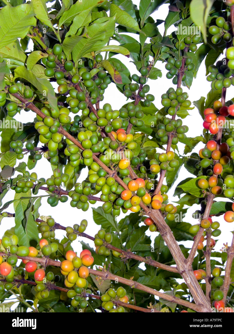 Rot grün gelb Kaffee Kirschen Coffea arabica Kenia Ostafrikanische Bohnen auf Buschstrauch Zweig, schönsten Kaffees der Welt Stockfoto