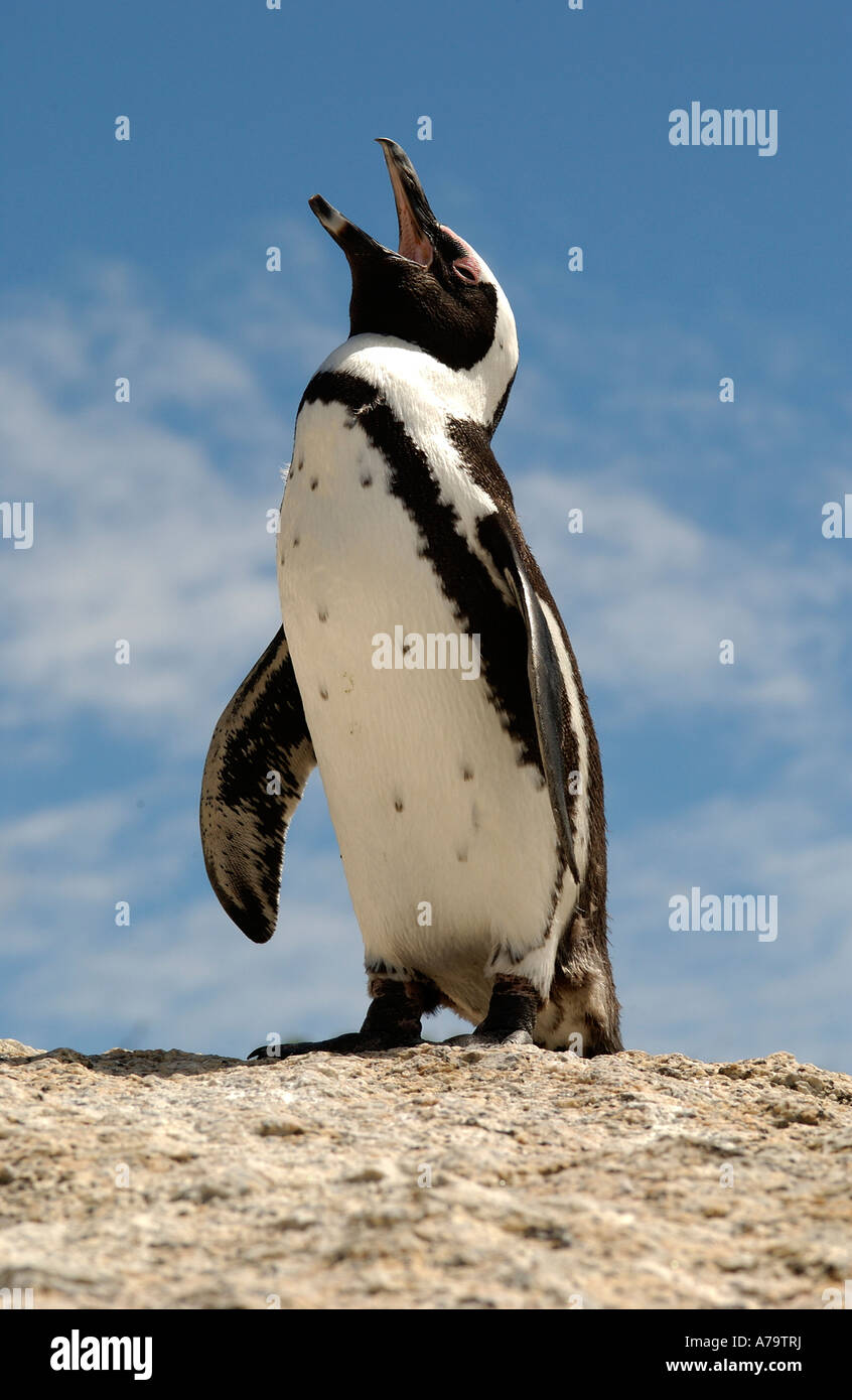 Afrikanische Pinguin aufrufen Simons Town Western Cape Südafrika Stockfoto