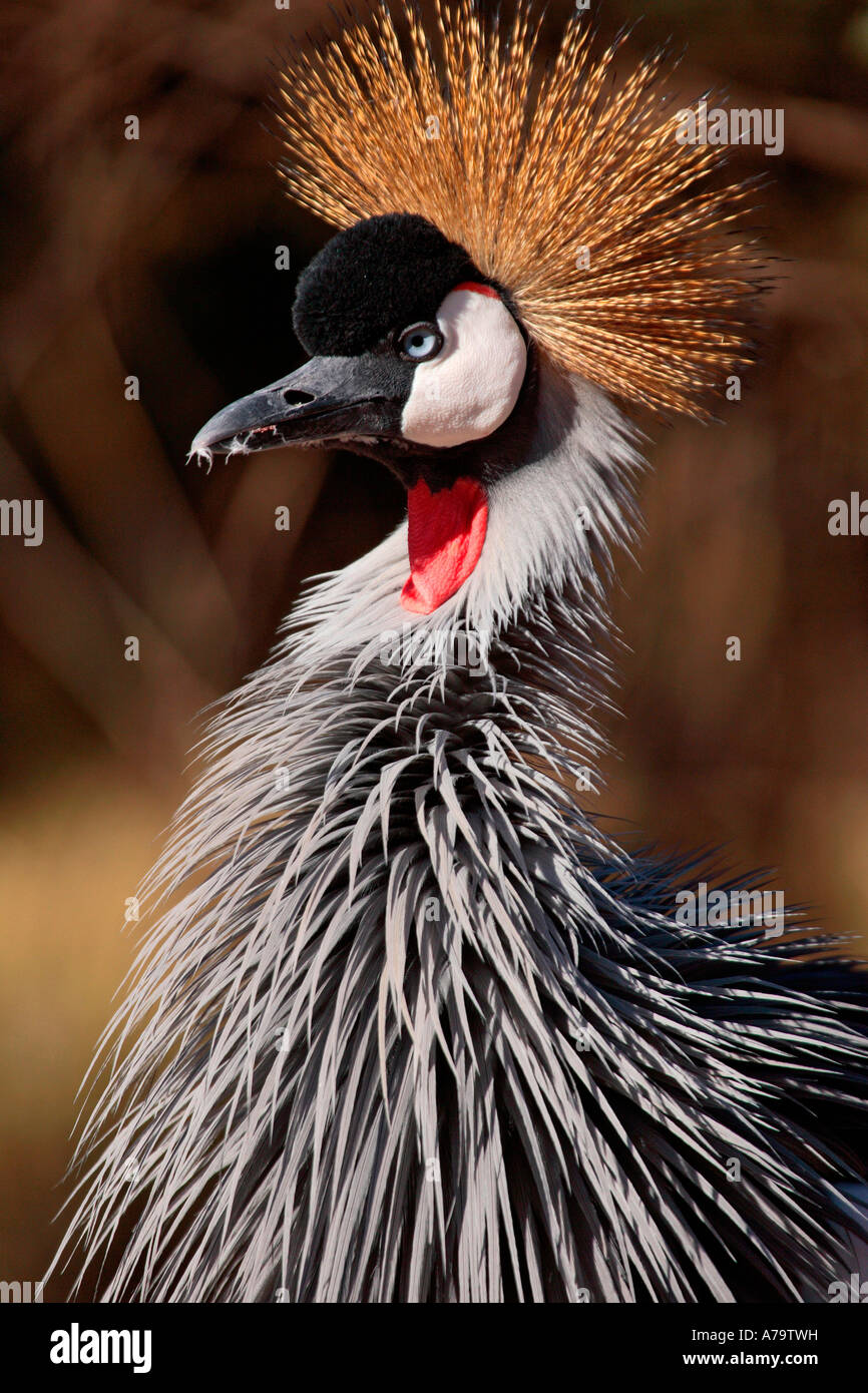 Grau-gekrönter Kran Porträt mit gekräuselten Federn Kruger Park Satara Mpumalanga Südafrika Stockfoto
