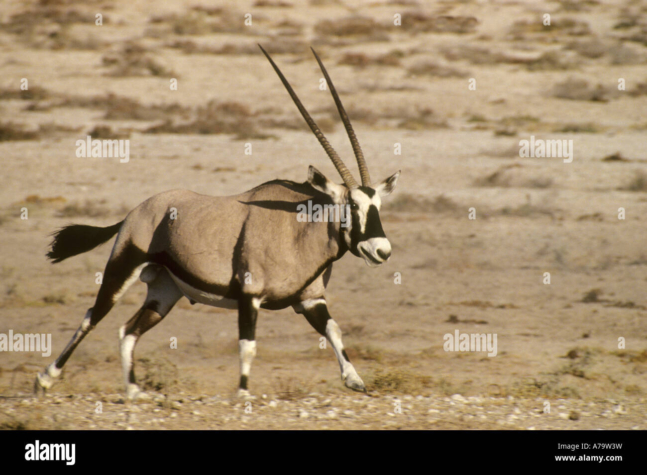 Oryx Gazella Gemsbock laufen Etosha-Namibia Stockfoto