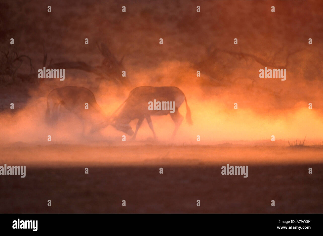 Oryx Gemsbock Oryx Gazella Kgalagadi Transfrontier Park Northern Cape in Südafrika kämpfen Stockfoto